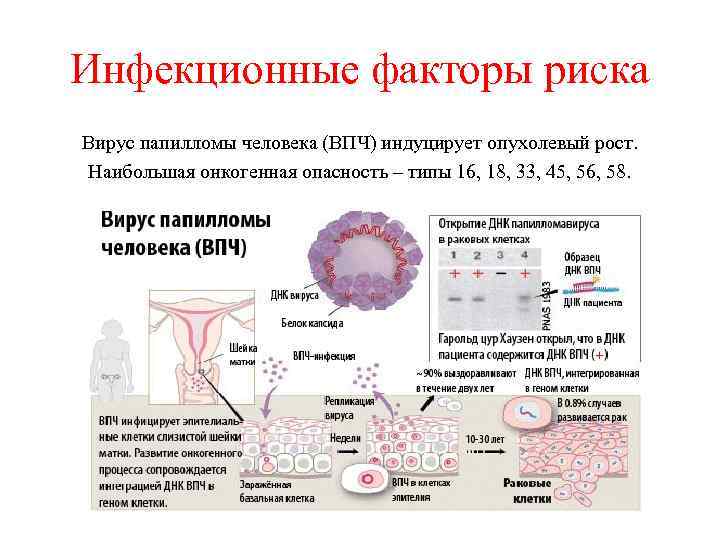 Вирус папилломы человека у женщин в гинекологии