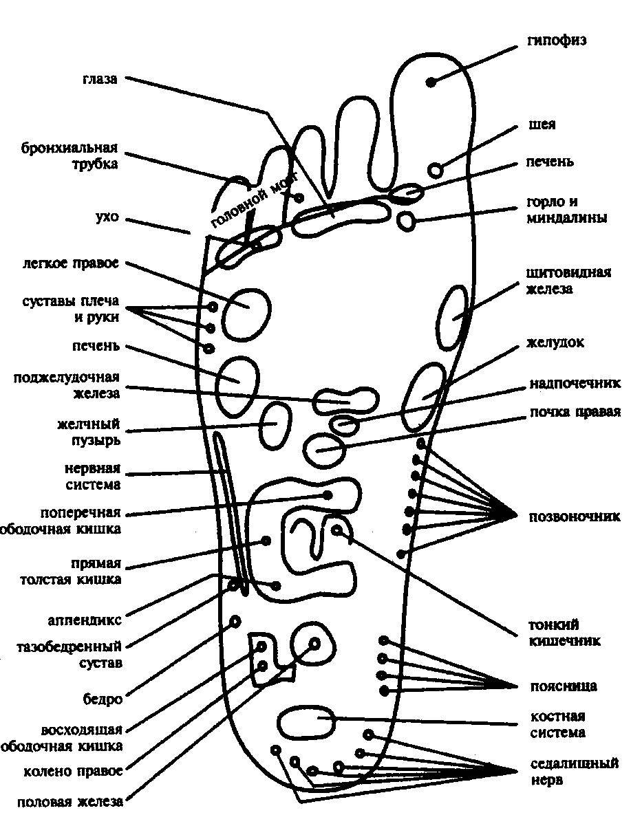 Активные точки на ноге человека схема. акупунктура: активные точки на стопах ног. акупунктурные точки для лечения заболевания седалищного нерва