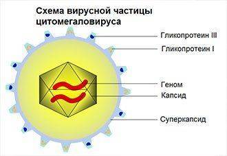 Схема вируса цитомегаловируса