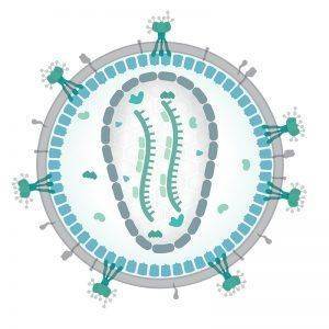 Схема вируса герпеса 8 типа