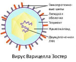 Схема строения вируса Варицелла-Зостер