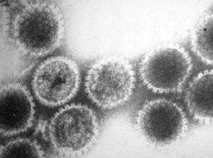 Как выглядит вирус герпеса 7 типа