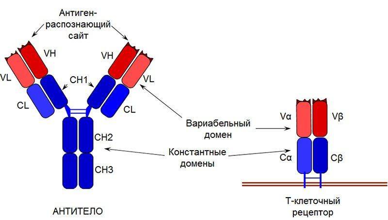 Взаимосвязь антиген-антитело