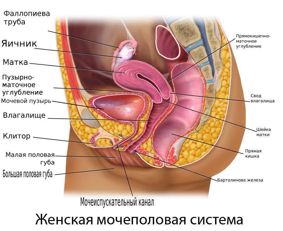 Строение женской мочеполовой системы