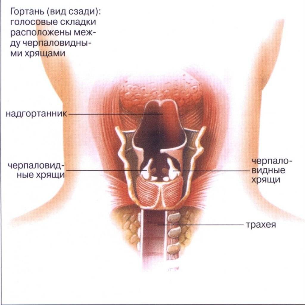 Папиллома в горле, папилломатоз гортани: лечение, симптомы, причины