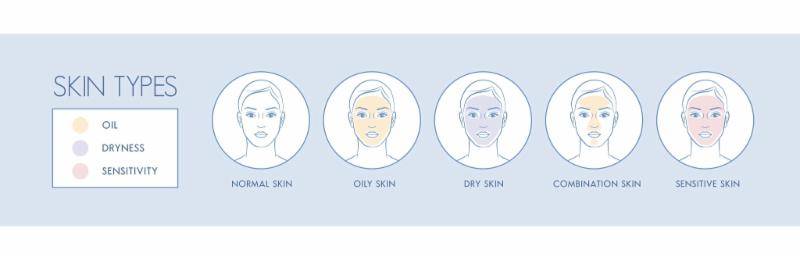 Строение кожи лица в косметологии: схема