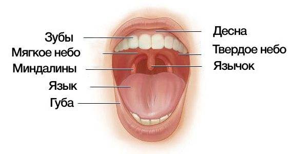 Папиллома в горле: причины, признаки (фото), как лечить, удаление