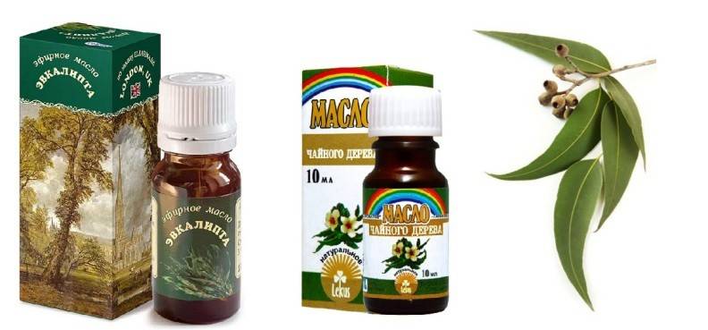 Масло чайного дерева от папиллом, свойства, противопоказания, рецепты лечения