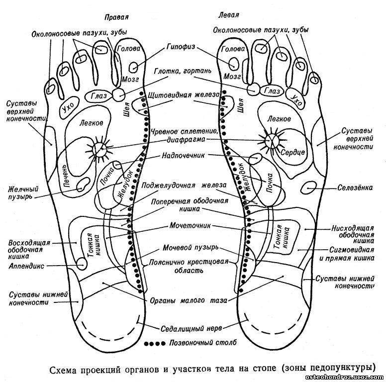 Стопы ног - точки органов: польза точечного массажа стоп