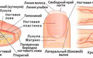 Пошаговое руководство о том, как правильно стричь ногти на руках и ногах