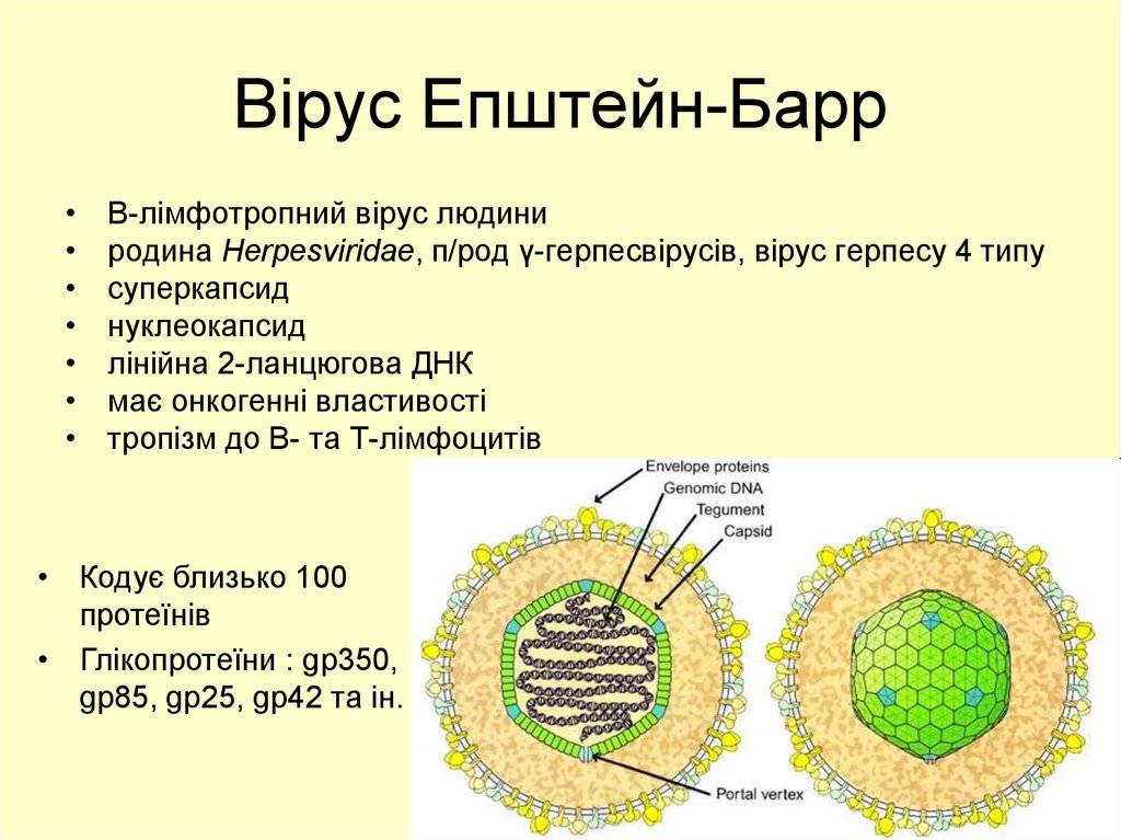 Epstein barr virus ebna. Структура вириона вируса Эпштейна-Барр. Вэб вирус Эпштейна Барр. Вирус Эпштейна-Барр структура. Вирус Эпштейна Барра строение.