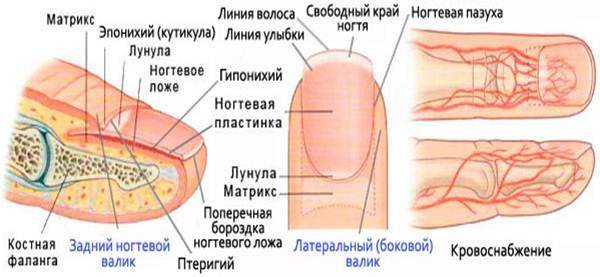 Лунки на ногтях и здоровье: значение цвета, размера и отсутствия лунул на руках