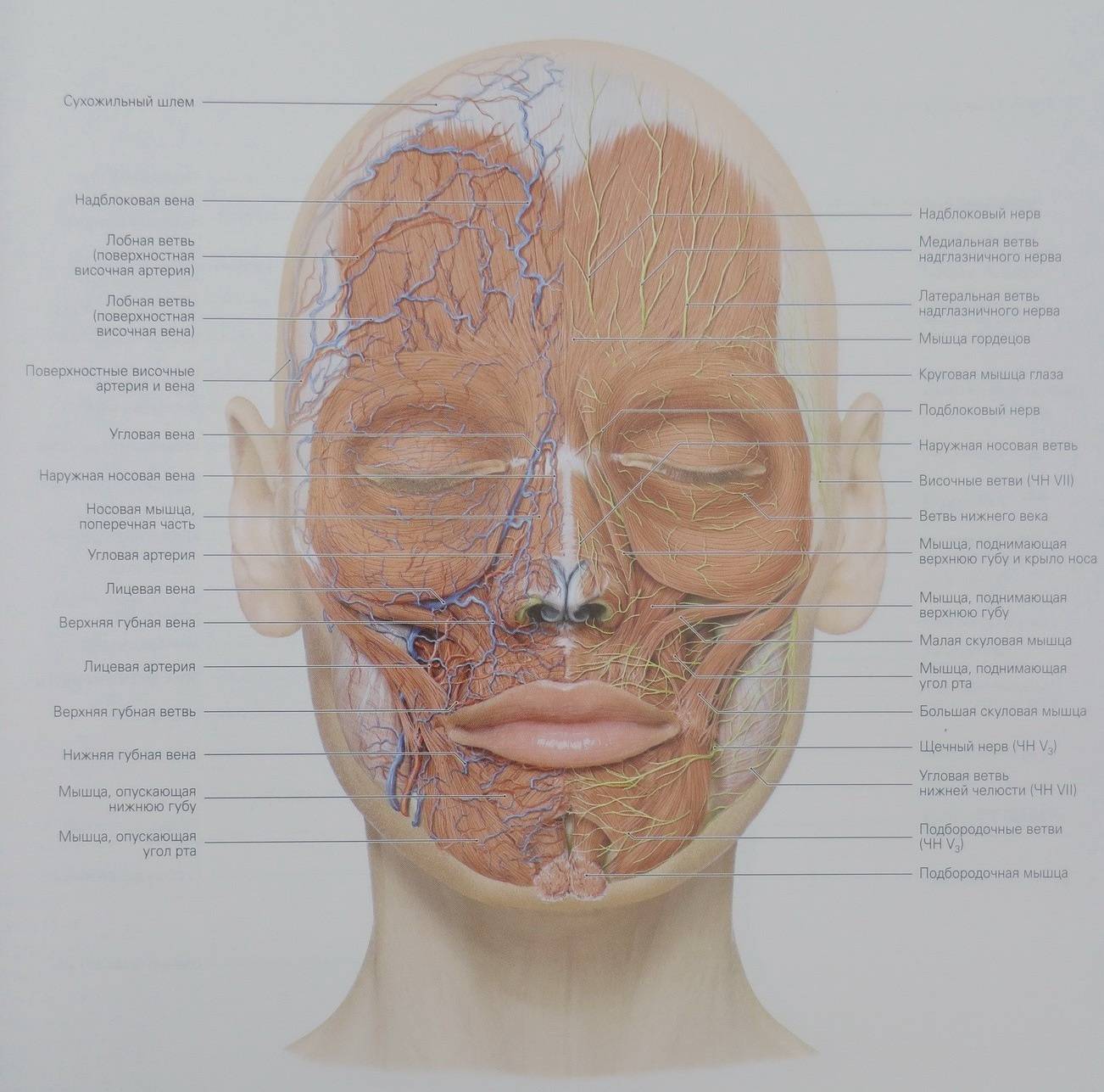 Нервы на лбу. Кровеносные сосуды лица топографическая анатомия. Лицевая Вена топографическая анатомия. Иннервация лица топографическая анатомия. Топография анатомия сосудов и нервов лица.
