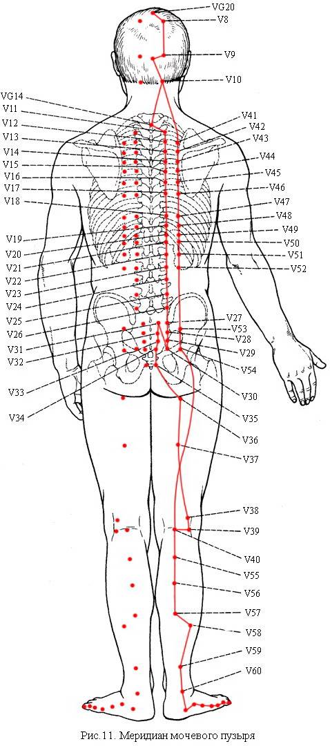 Полная схема акупунктурных точек на теле человека