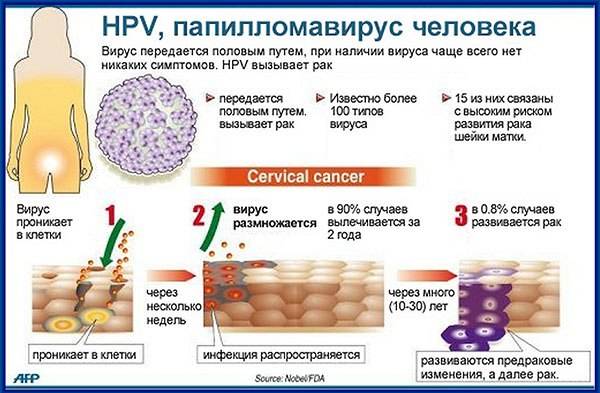 Вирус папилломы человека(впч) в гинекологии