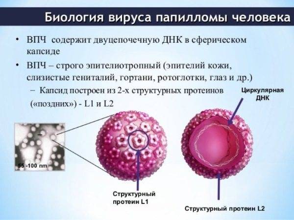 Вирус папилломы человека у женщин в гинекологии, симптомы лечение